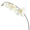 Ветка белой орхидеи 12x7x(h)66см PHALAENOPSIS детальная картинка 