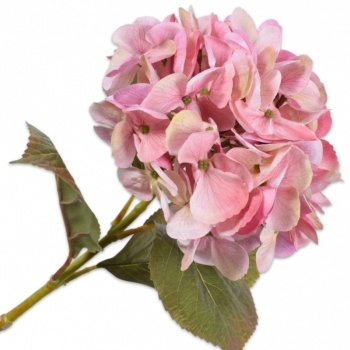Фото Гортензия розовая 65см