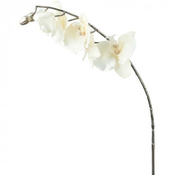 Фото Ветка белой орхидеи 12x7x(h)66см PHALAENOPSIS